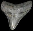 Serrated, Posterior Megalodon Tooth #42243-1